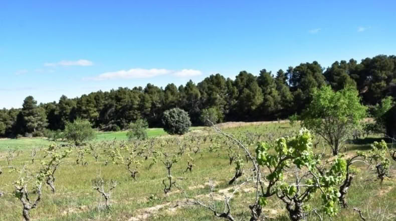 Теруэль - Vall-de-roures - 23795m2