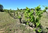 Xalet independent amb terreny en venda a la España, Vall-de-roures, ref.: TR293589 foto