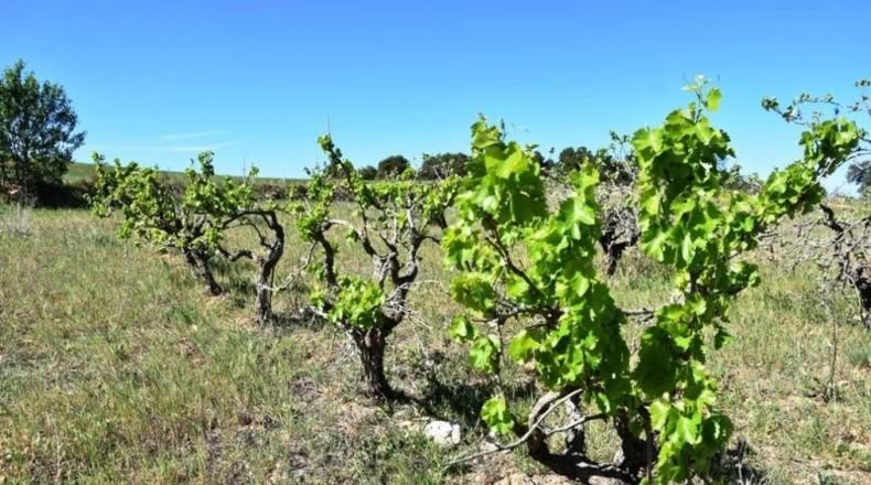 Теруэль - Vall-de-roures - 23795m2