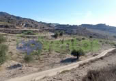Non-developable land for sale on España, Lorca, ref: TR130958 photo