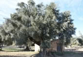Detached villa with land for sale on España, Arnes, ref: TR293326 photo