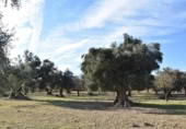 Detached villa with land for sale on España, Arnes, ref: TR293326 photo