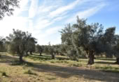 Detached villa with land for sale on España, Arnes, ref: TR293326 photo