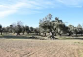 Detached villa with land for sale on España, Arnes, ref: TR293326 photo