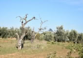 Detached villa with land for sale on España, Arnes, ref: TR293326 photo