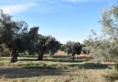 Detached villa with land for sale on España, Arnes, ref: TR293326 photo