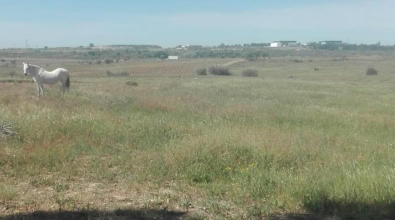 Huelva - La Palma del Condado - 26000m2