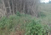 Detached villa with land for sale on España, La Palma del Condado, ref: TR297180 photo