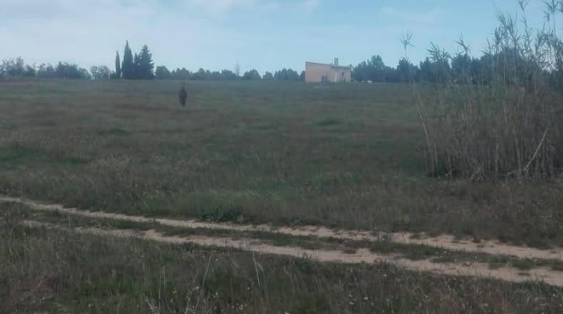 Huelva - La Palma del Condado - 26000m2