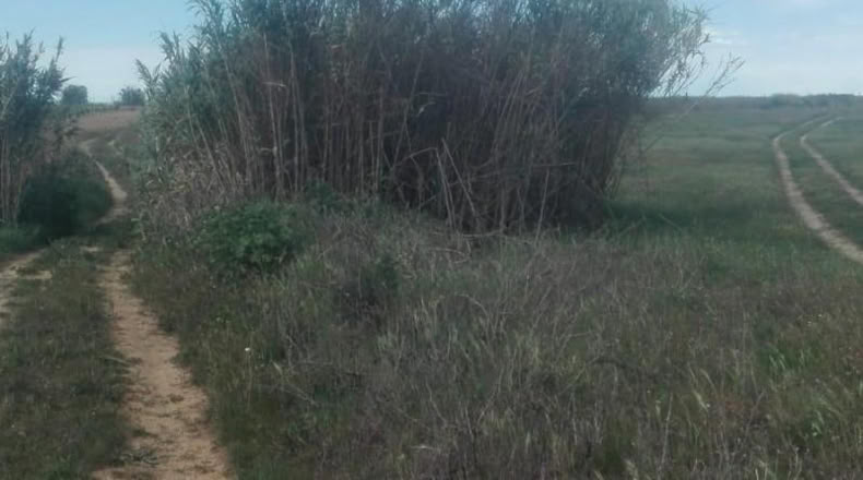 Huelva - La Palma del Condado - 26000m2