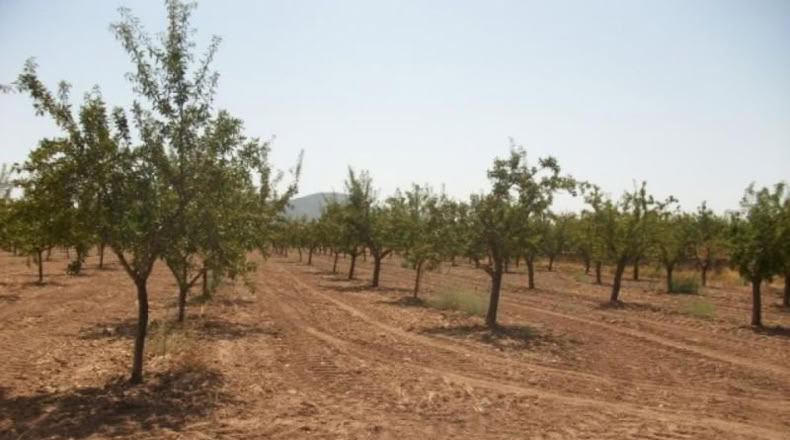 Alicante - Monóvar - 20000m2