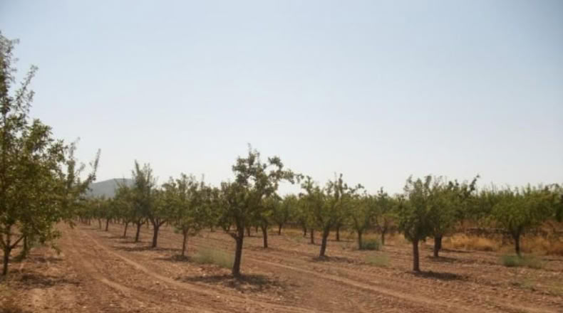 Alicante - Monóvar - 20000m2