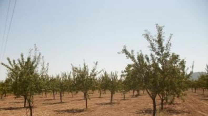 Alicante - Monóvar - 20000m2
