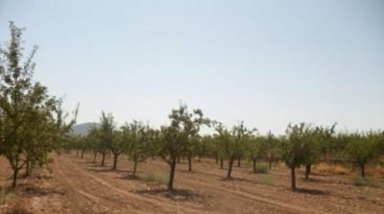 Alicante - Monóvar - 20000m2