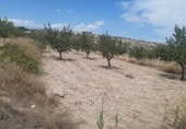 Land suitable for development for sale on España, Monóvar, ref: TR122139 photo
