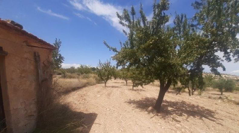 Alicante - Monóvar - 16000m2