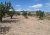 Land suitable for development for sale on España, Monóvar, ref: TR122139 photo