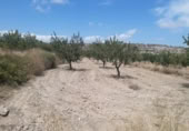 Land suitable for development for sale on España, Monóvar, ref: TR122139 photo