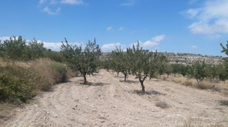 Alicante - Monóvar - 16000m2