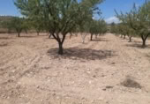 Land suitable for development for sale on España, Monóvar, ref: TR122139 photo