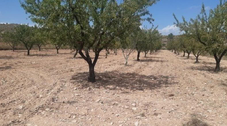 Alicante - Monóvar - 16000m2