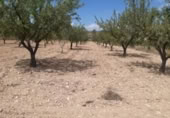 Land suitable for development for sale on España, Monóvar, ref: TR122139 photo
