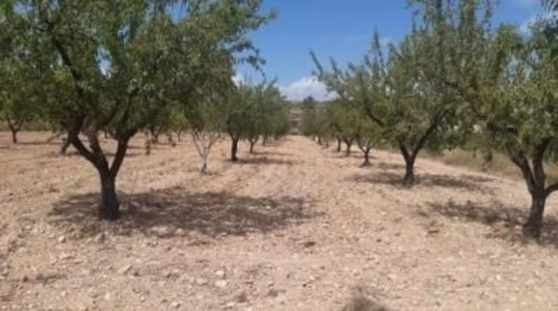 Alicante - Monóvar - 16000m2