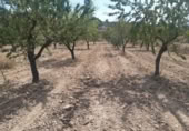 Land suitable for development for sale on España, Monóvar, ref: TR122139 photo