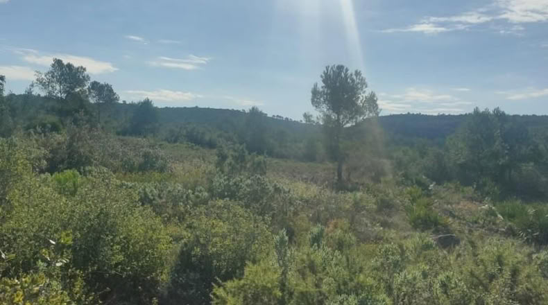 Tarragona - la Bisbal del Penedès - 916m2