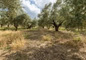 Non-developable land for sale on España, Villa de Otura, ref: TR238258 photo