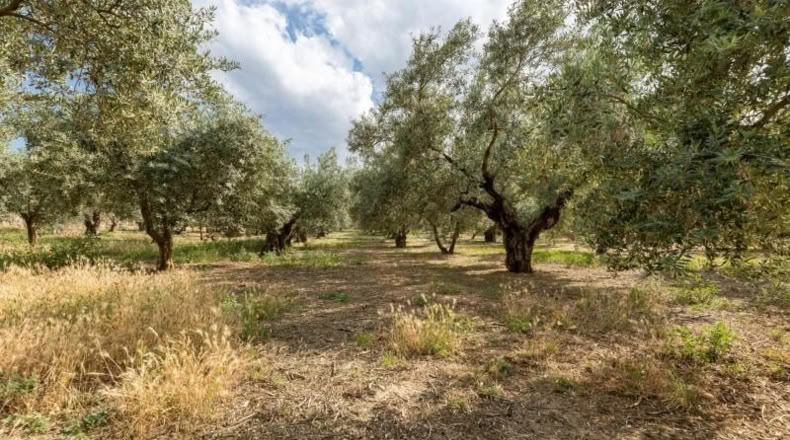 Granada - Villa de Otura - 3000m2