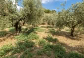 Non-developable land for sale on España, Villa de Otura, ref: TR238258 photo