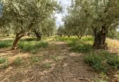 Non-developable land for sale on España, Villa de Otura, ref: TR238258 photo