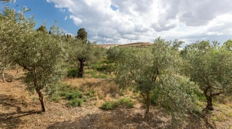 Granada - Villa de Otura - 3000m2