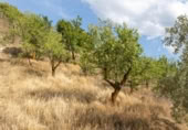 Non-developable land for sale on España, Villa de Otura, ref: TR238258 photo