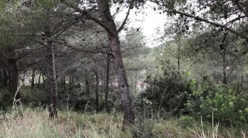 Barcelona - Canyelles - 474m2