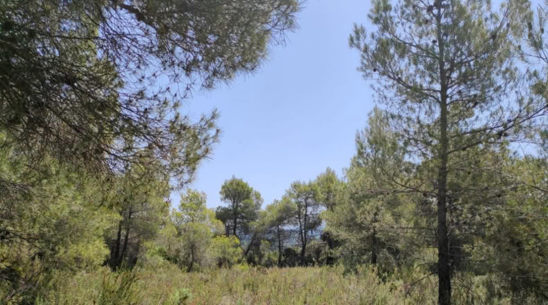 Teruel - La Portellada - 29511m2