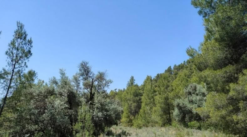 Teruel - La Portellada - 29511m2