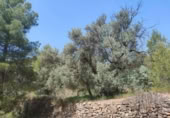 Xalet independent amb terreny en venda a la España, la Portellada, ref.: TR303865 foto