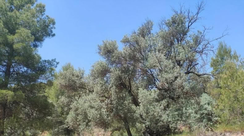 Teruel - La Portellada - 29511m2