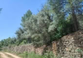 Xalet independent amb terreny en venda a la España, la Portellada, ref.: TR303865 foto