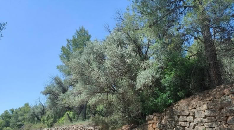 Teruel - La Portellada - 29511m2