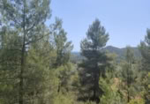 Xalet independent amb terreny en venda a la España, la Portellada, ref.: TR303865 foto