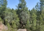 Xalet independent amb terreny en venda a la España, la Portellada, ref.: TR303865 foto