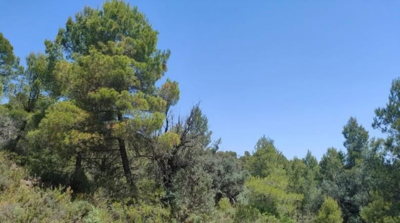 Teruel - La Portellada - 29511m2