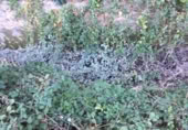 Sòl urbà en venda a la España, Múrcia, ref.: TR119637 foto