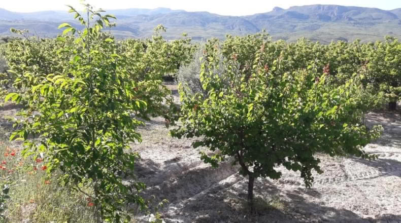 Murcia - Moratalla - 5000m2