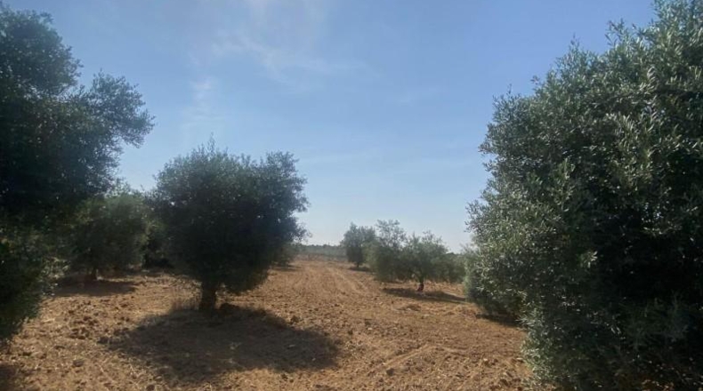 Sevilla - La Puebla de Cazalla - 6400m2