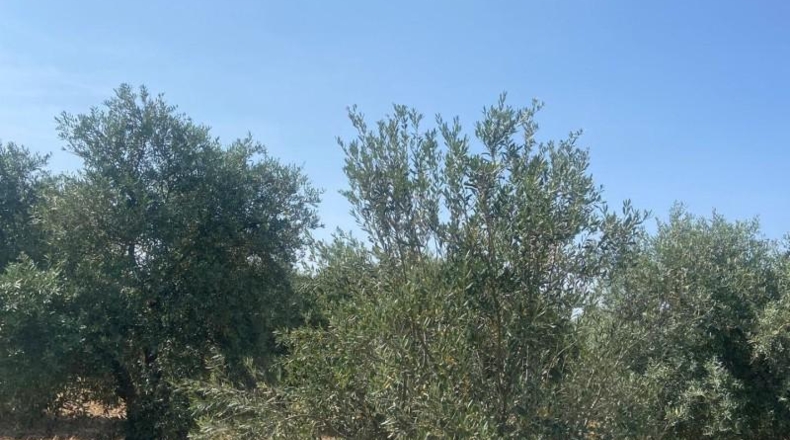 Sevilla - La Puebla de Cazalla - 6400m2