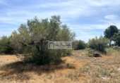 Terreno no urbanizable en venta en la España, el Perelló, ref: TR255801 foto